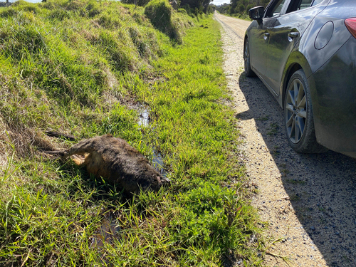 Driving Advice: Avoiding Animal Crashes in Australia